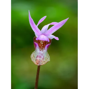Pink Orchid Flower